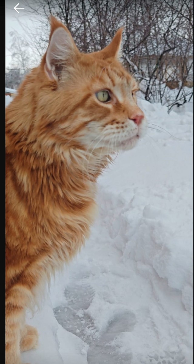 К котовторнику