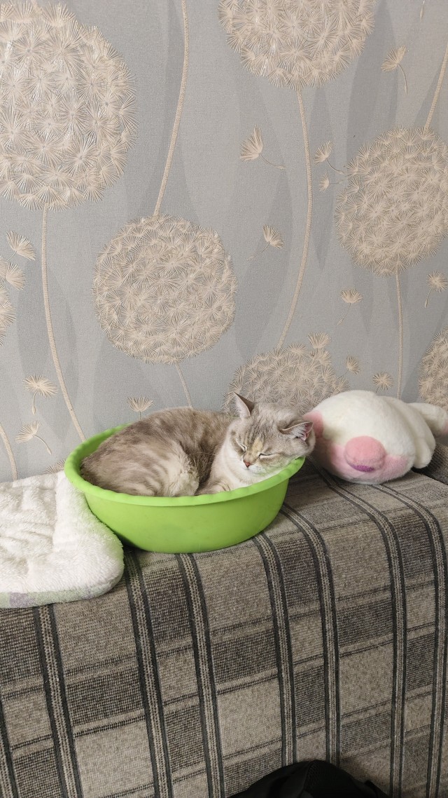 Любительница посуды