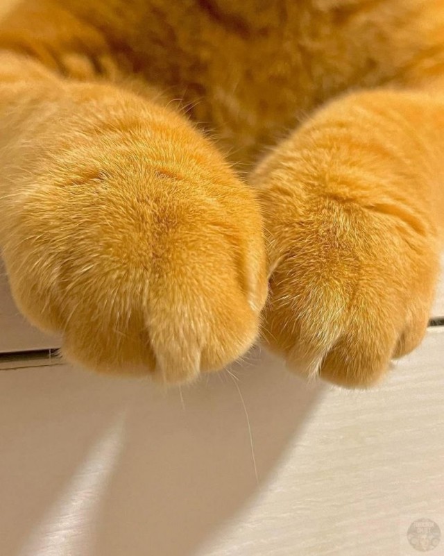 Медовые кулачки