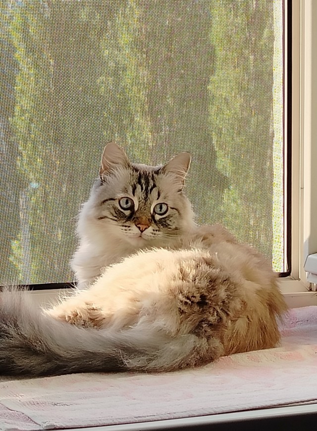 Котовторник