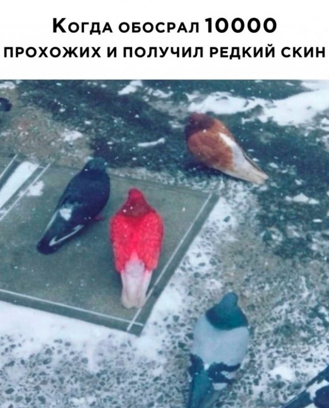 Веселые картинки в понедельник (22.09)