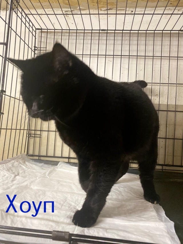 Жизнь домашнего приюта "Котоленд" 513