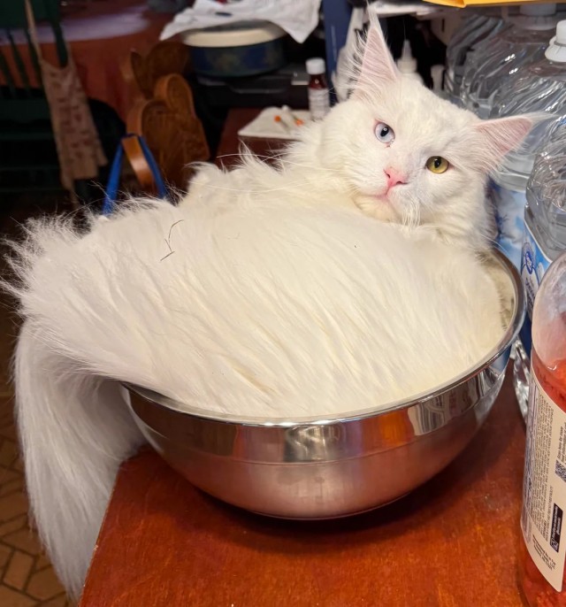 Погладить, но не взбалтывать.