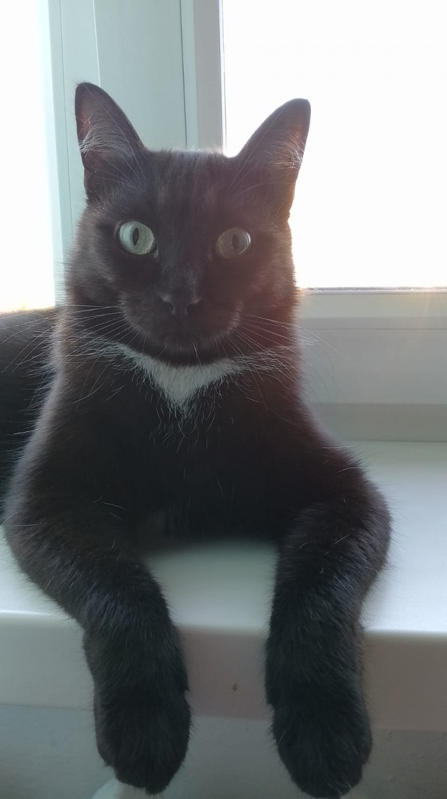 Чёрный котовторник