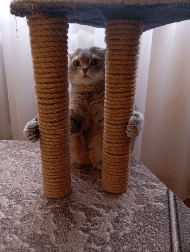 Котовторник