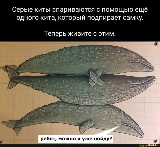 Куча мала 15, последняя
