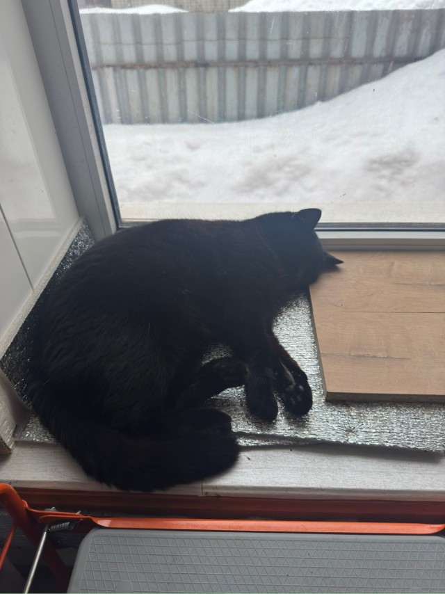К-котовторник.