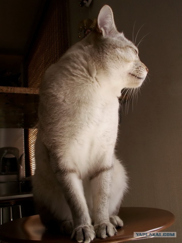 Котовторник 23.07.2013