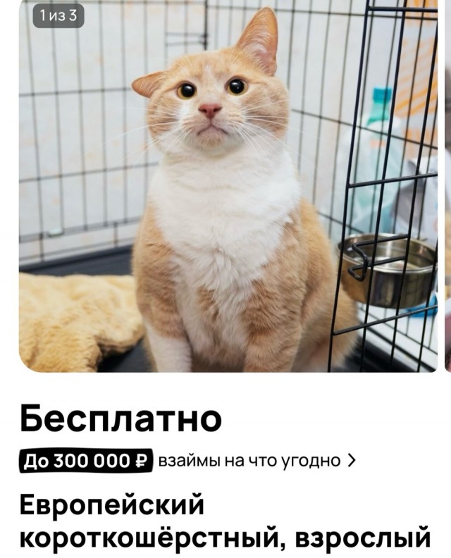 Подборка кошачьих, которые стали никому не нужны