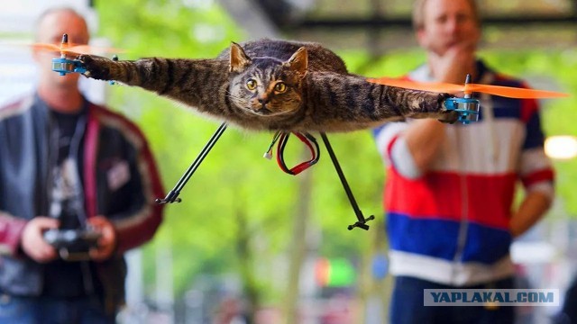 Парализованный попугай снова смог летать благодаря самодельному дрону