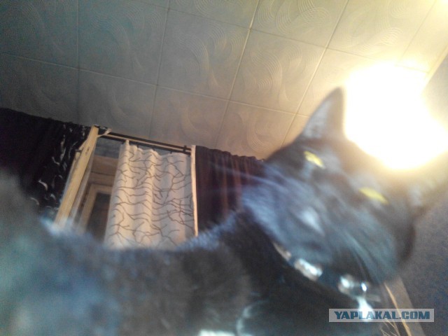 Котовторник 09.09.2014