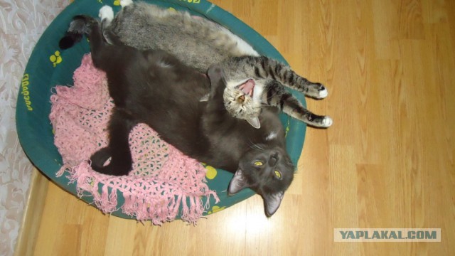 Котовторник