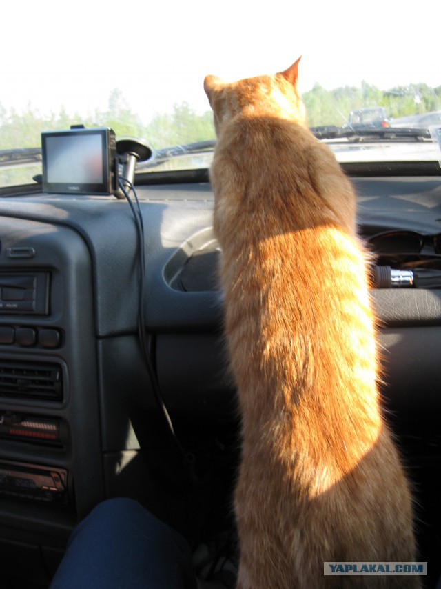 Котовторник