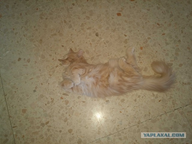 Котовторник 25.08.2015