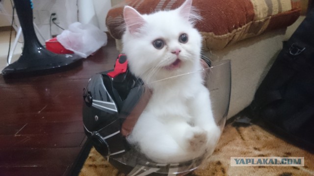 Котовторник 15-09-2015 !