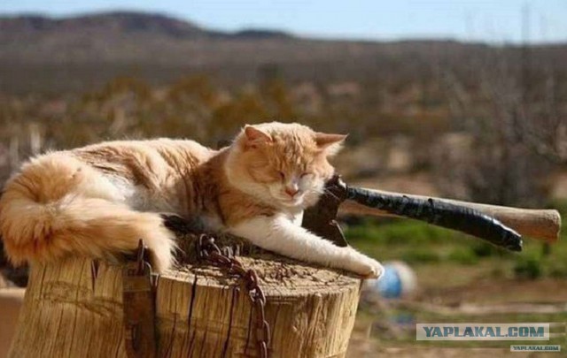 Деревенские коты