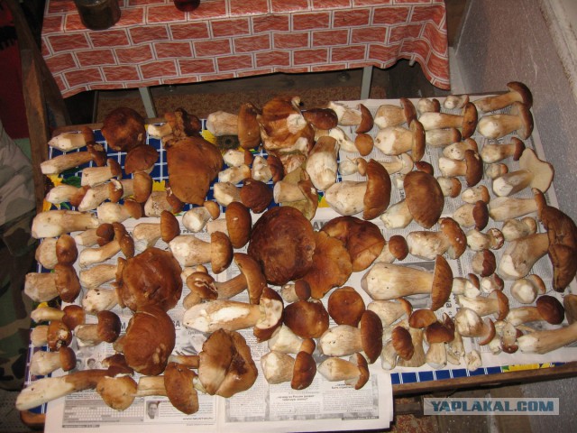 Славянская Душа