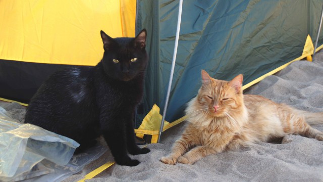 Домашние коты на природе