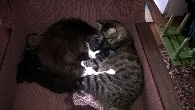 Котовторник 28.06.2016