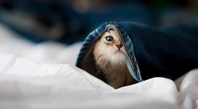 Коты из сети