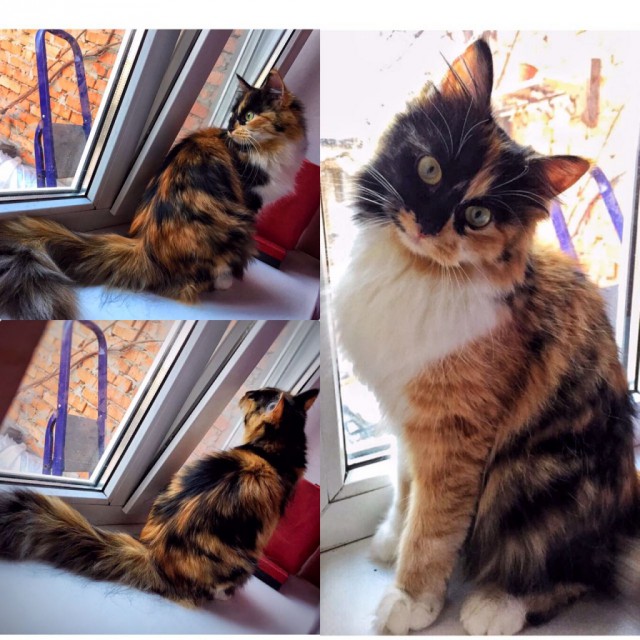 Коты и Кошки