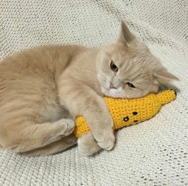 Коты и Кошки