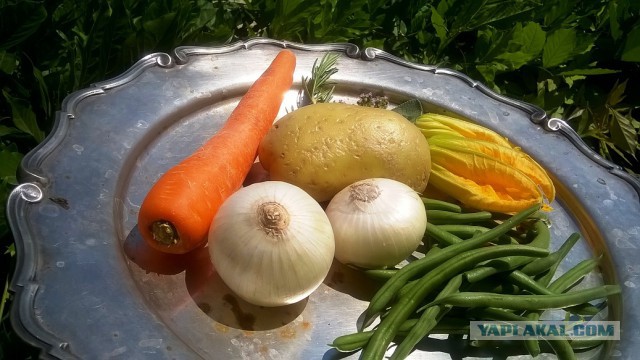 Ленивая курица