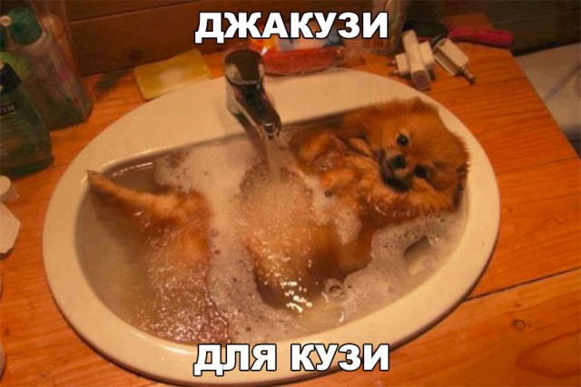 Подборка забавных животных