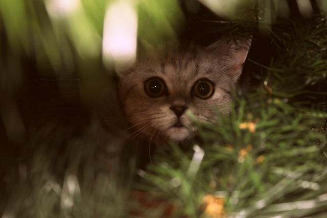 Коты и Кошки