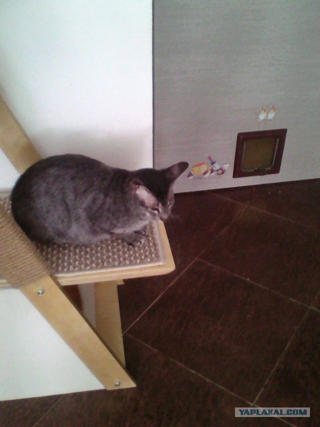 Коты и Кошки