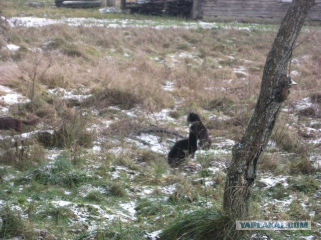 Жизнь домашнего приюта для котеек 196