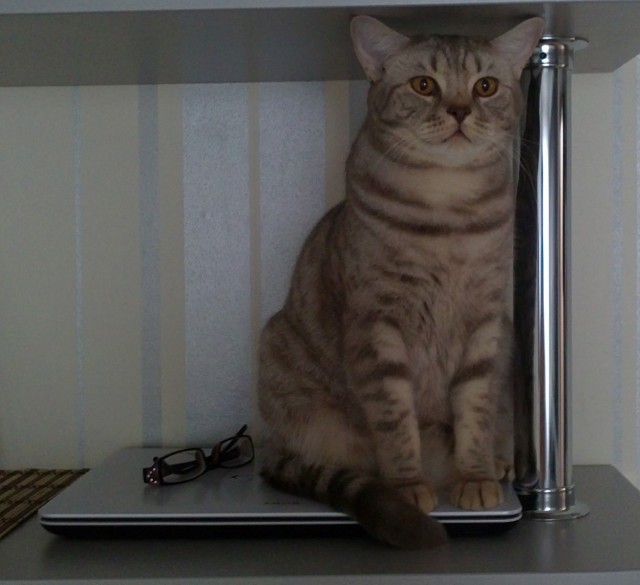 Котовторник 27.02.2018 наступил!