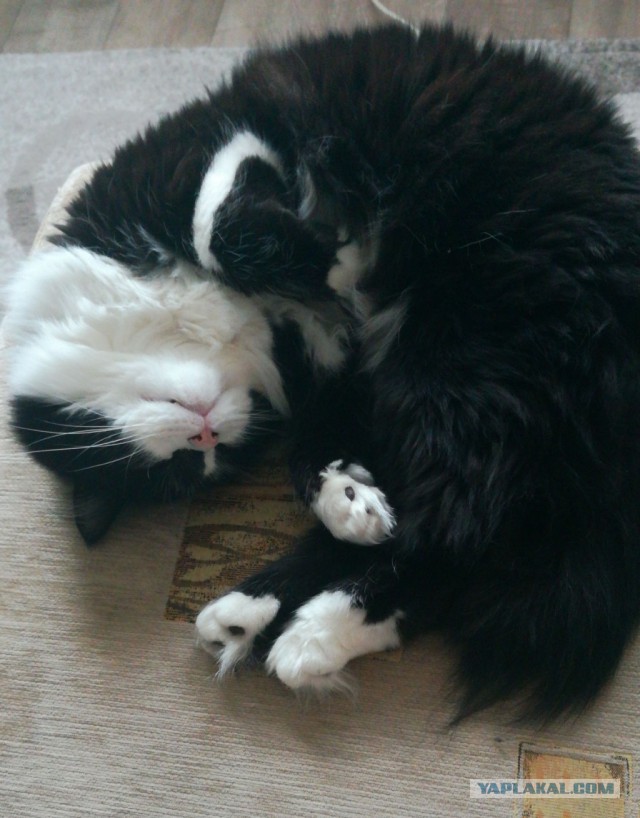 Котовторник