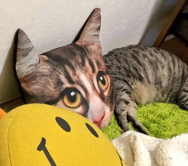 Кот без прикрас