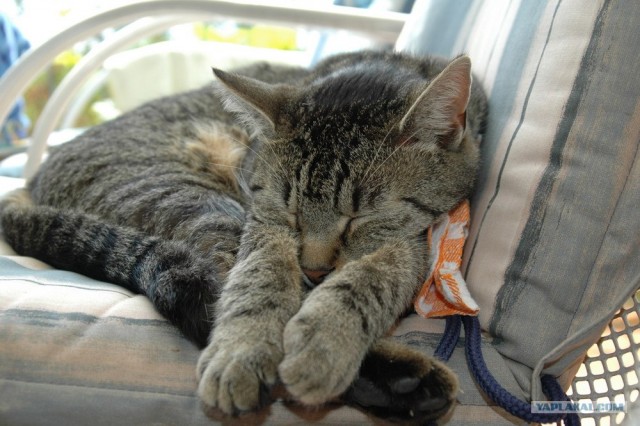 УРРААА ! Котовторник на ЯПлакалъ !