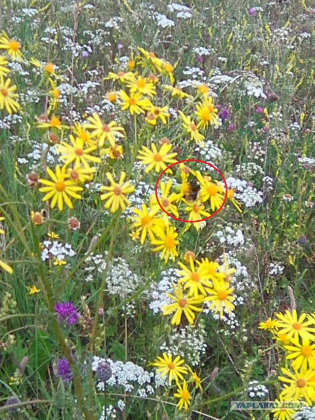 Командировка. В леса