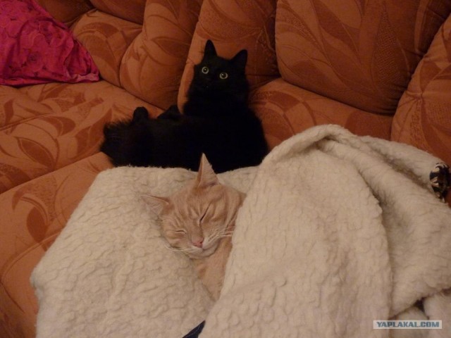 Последний Котовторник... октября :)