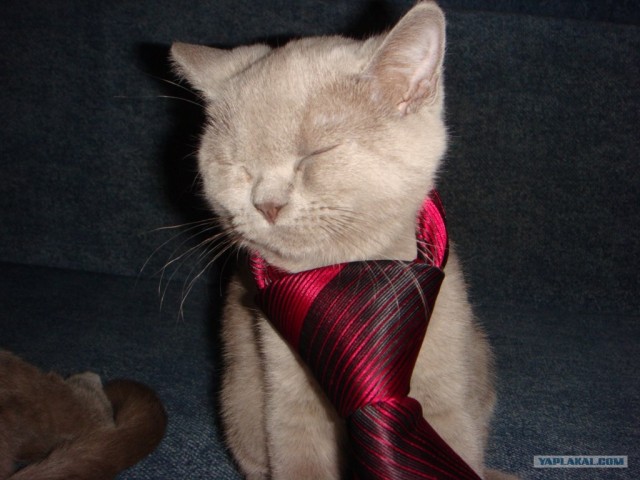 Начинаем котовторник!