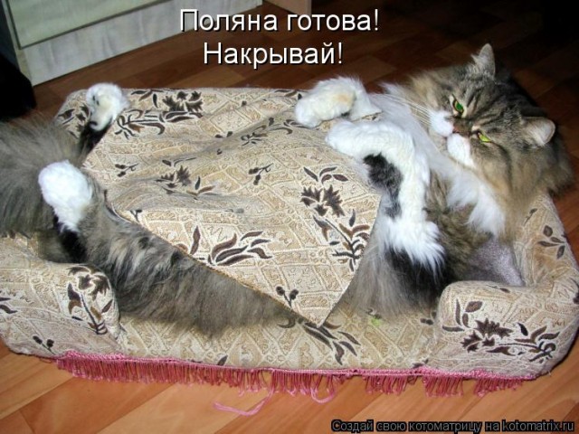 Котовторник (07.02.2012)