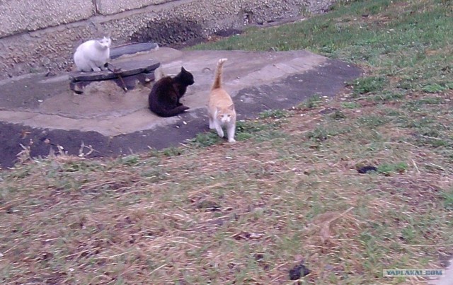 Котовторник 24.04.2012