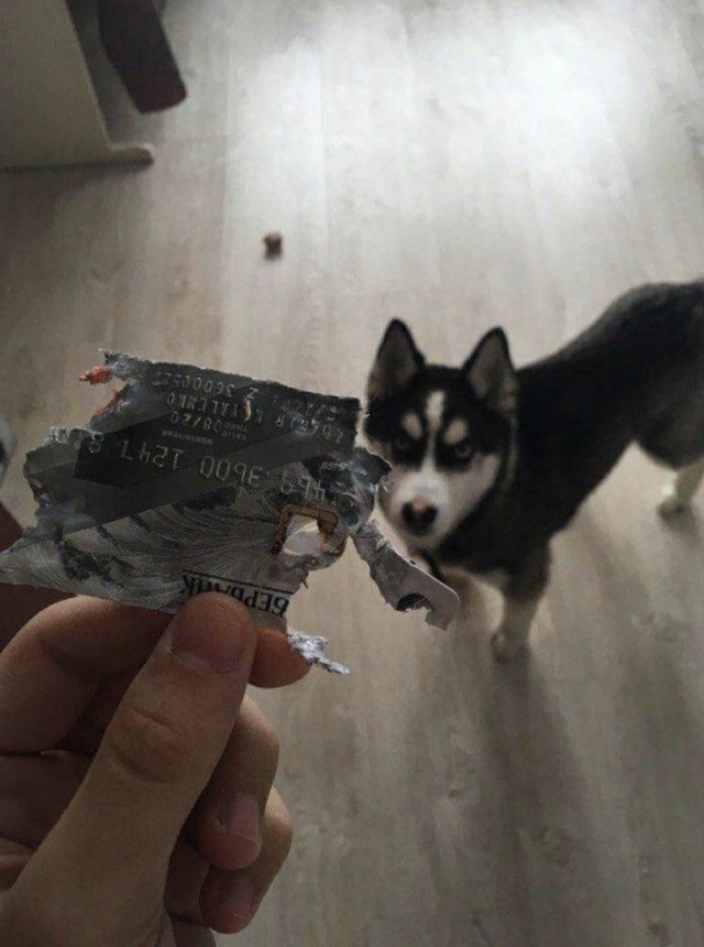 Живность из сети