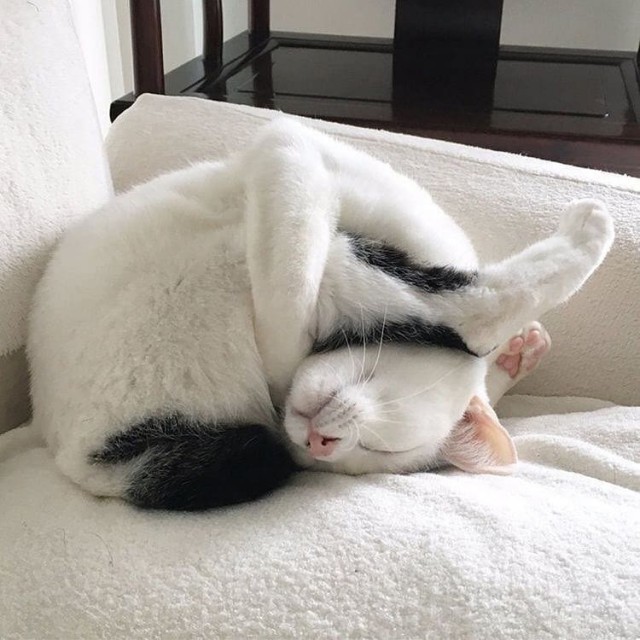 Прикольных котов пост