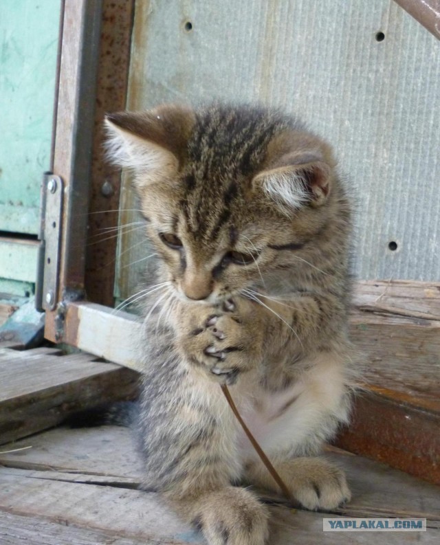Коты и коробки созданы друг для друга