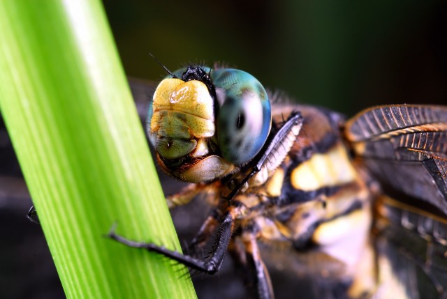 10 на удивление устрашающих фактов о стрекозах