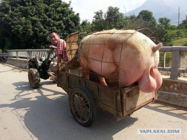 Улыбайтесь сосочками и вагиной
