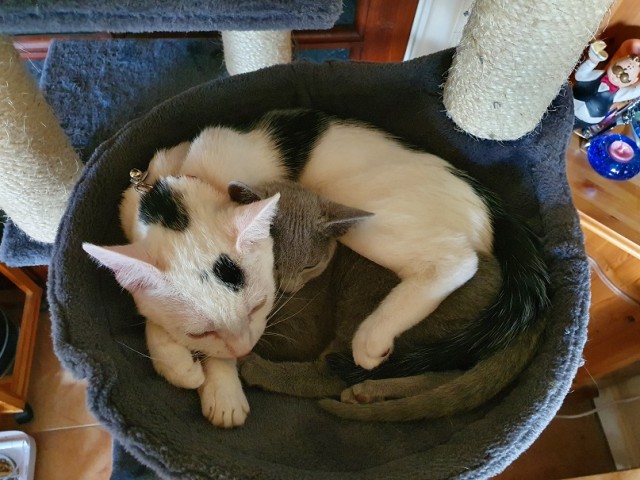 Вторник-кото