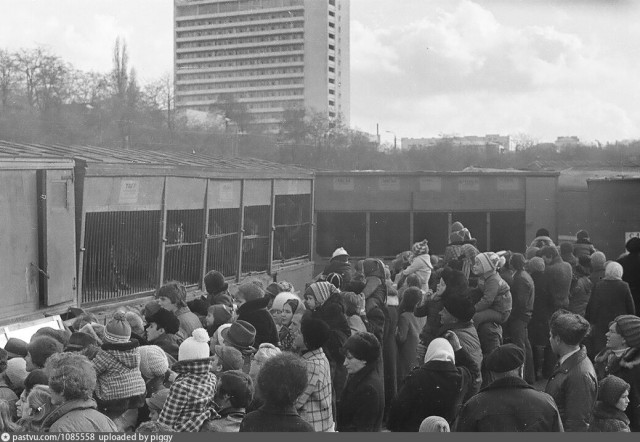 Осёл: Животное с «двойным дном». Почему лошади не способны их заменить? Какие у ослов есть особые способности?