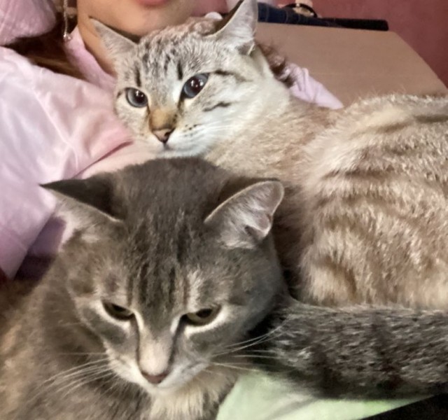 Котовторник.