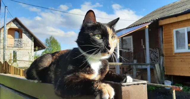 А вот и котовторник 24.05.2022