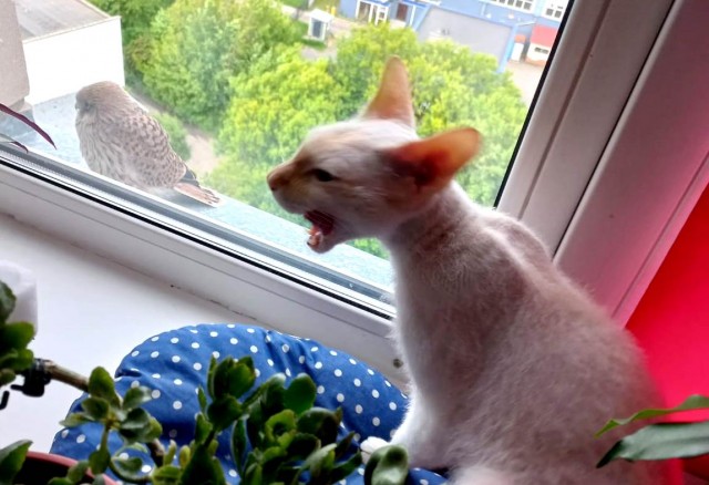 Ура! Котовторник.